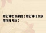 奇行種怎么來的（奇行種什么意思簡介介紹）