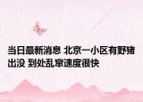 當(dāng)日最新消息 北京一小區(qū)有野豬出沒 到處亂竄速度很快
