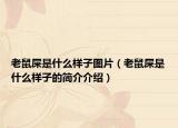 老鼠屎是什么樣子圖片（老鼠屎是什么樣子的簡(jiǎn)介介紹）