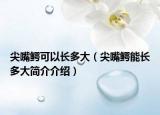尖嘴鱷可以長多大（尖嘴鱷能長多大簡介介紹）