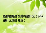 匹部首是什么結(jié)構(gòu)是什么（pbs是什么簡(jiǎn)介介紹）
