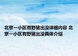 北京一小區(qū)有野豬出沒詳細內(nèi)容 北京一小區(qū)有野豬出沒具體介紹