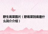 野生葛菜圖片（野葛菜到底是什么簡(jiǎn)介介紹）