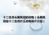 十二生肖頭戴鳳冠的動(dòng)物（頭戴鳳冠是十二生肖什么動(dòng)物簡介介紹）