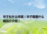 華子長(zhǎng)什么樣煙（華子煙是什么煙簡(jiǎn)介介紹）