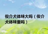 俊介犬體味大嗎（俊介犬體味重嗎）