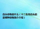 白頭動物是什么（十二生肖白頭的是哪種動物簡介介紹）
