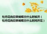 牡丹花向日葵蝴蝶蘭什么時(shí)候開(kāi)（牡丹花向日葵蝴蝶蘭什么時(shí)間開(kāi)花）
