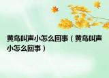 黃鳥叫聲小怎么回事（黃鳥叫聲小怎么回事）