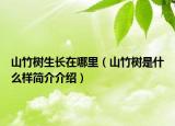 山竹樹生長(zhǎng)在哪里（山竹樹是什么樣簡(jiǎn)介介紹）