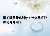 攝護腺是什么部位（什么是攝護腺簡介介紹）