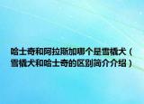 哈士奇和阿拉斯加哪個(gè)是雪橇犬（雪橇犬和哈士奇的區(qū)別簡(jiǎn)介介紹）