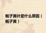 梔子黃葉是什么原因（梔子黃）
