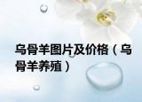 烏骨羊圖片及價(jià)格（烏骨羊養(yǎng)殖）