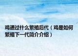 雞通過(guò)什么繁殖后代（雞是如何繁殖下一代簡(jiǎn)介介紹）