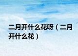 二月開什么花呀（二月開什么花）