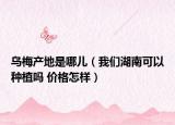 烏梅產(chǎn)地是哪兒（我們湖南可以種植嗎 價格怎樣）