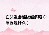 白頭發(fā)會(huì)越拔越多嗎（原因是什么）