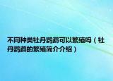 不同種類牡丹鸚鵡可以繁殖嗎（牡丹鸚鵡的繁殖簡介介紹）