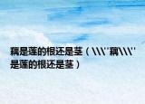 藕是蓮的根還是莖（\