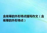 含羞草的外形特點(diǎn)描寫作文（含羞草的外形特點(diǎn)）