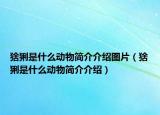 猞猁是什么動(dòng)物簡(jiǎn)介介紹圖片（猞猁是什么動(dòng)物簡(jiǎn)介介紹）