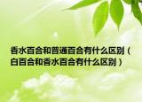 香水百合和普通百合有什么區(qū)別（白百合和香水百合有什么區(qū)別）