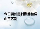 今日更新黑刺榴蓮和貓山王區(qū)別