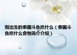 剛出生的泰國斗魚吃什么（泰國斗魚吃什么食物簡介介紹）