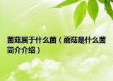 菌菇屬于什么菌（蘑菇是什么菌簡介介紹）