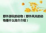 野外游玩的動物（野外風光的動物是什么簡介介紹）