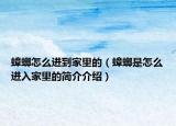 蟑螂怎么進(jìn)到家里的（蟑螂是怎么進(jìn)入家里的簡介介紹）