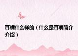 耳螨什么樣的（什么是耳螨簡(jiǎn)介介紹）