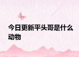今日更新平頭哥是什么動物