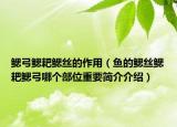 鰓弓鰓耙鰓絲的作用（魚的鰓絲鰓耙鰓弓哪個部位重要簡介介紹）