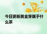 今日更新黃金芽屬于什么茶