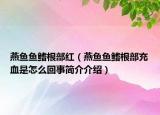 燕魚魚鰭根部紅（燕魚魚鰭根部充血是怎么回事簡介介紹）