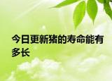 今日更新豬的壽命能有多長(zhǎng)