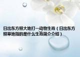 日出東方照大地打一動(dòng)物生肖（日出東方照草地指的是什么生肖簡(jiǎn)介介紹）