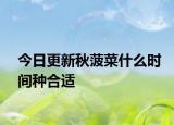 今日更新秋菠菜什么時間種合適