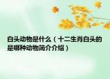 白頭動(dòng)物是什么（十二生肖白頭的是哪種動(dòng)物簡(jiǎn)介介紹）