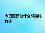 今日更新為什么熊貓吃竹子