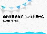 山竹樹(shù)是啥樣的（山竹樹(shù)是什么樣簡(jiǎn)介介紹）