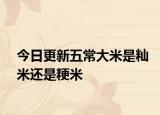 今日更新五常大米是秈米還是粳米