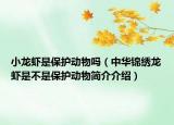 小龍蝦是保護動物嗎（中華錦繡龍蝦是不是保護動物簡介介紹）