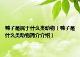 鴨子是屬于什么類動(dòng)物（鴨子是什么類動(dòng)物簡(jiǎn)介介紹）