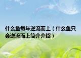 什么魚每年逆流而上（什么魚只會逆流而上簡介介紹）