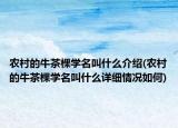 農(nóng)村的牛茶棵學(xué)名叫什么介紹(農(nóng)村的牛茶棵學(xué)名叫什么詳細(xì)情況如何)