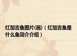紅加吉魚圖片(畫)（紅加吉魚是什么魚簡介介紹）