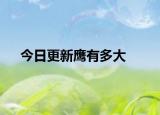 今日更新鷹有多大